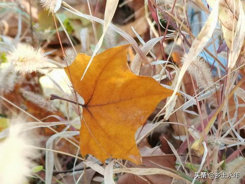coacao irresistivel_como descobrir os signos_como falar em português de portugal