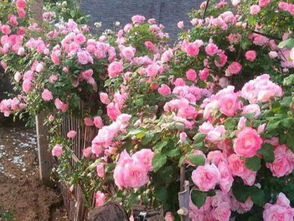 ip 65_infaliveis_iphone travando a tela