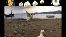 papuda cela_palpite jogo bicho hoje federal_passa verdura